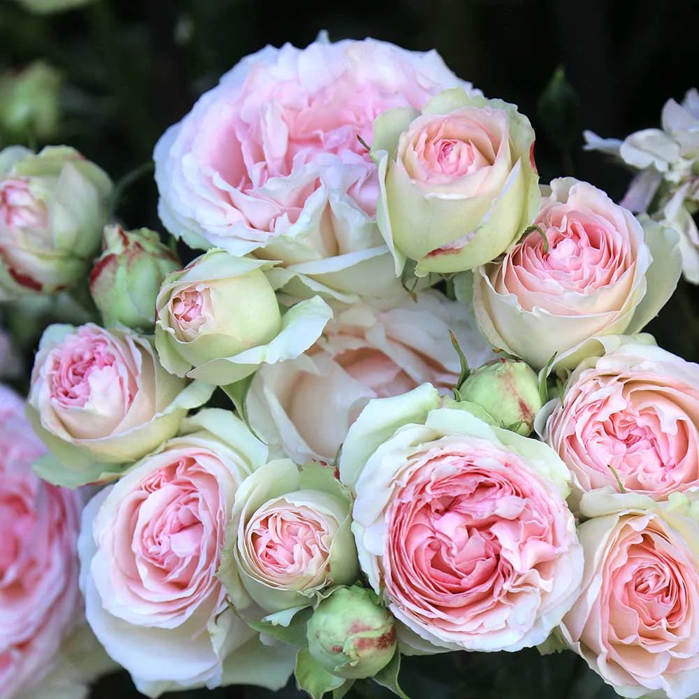 Pink Climbing Rose Bush Live Plant E7157