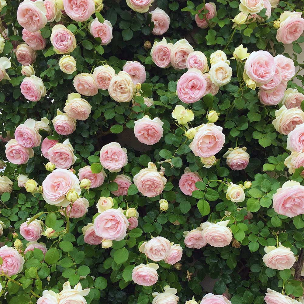 Pink Climbing Rose Bush Live Plant E7157