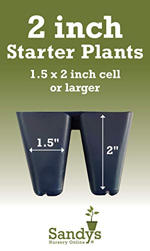Starter Plant, Lot of 2 S314