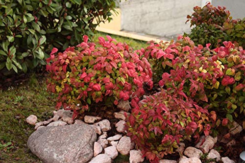 Starter Plant, Lot of 2 S314