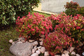 Starter Plant, Lot of 2 S314