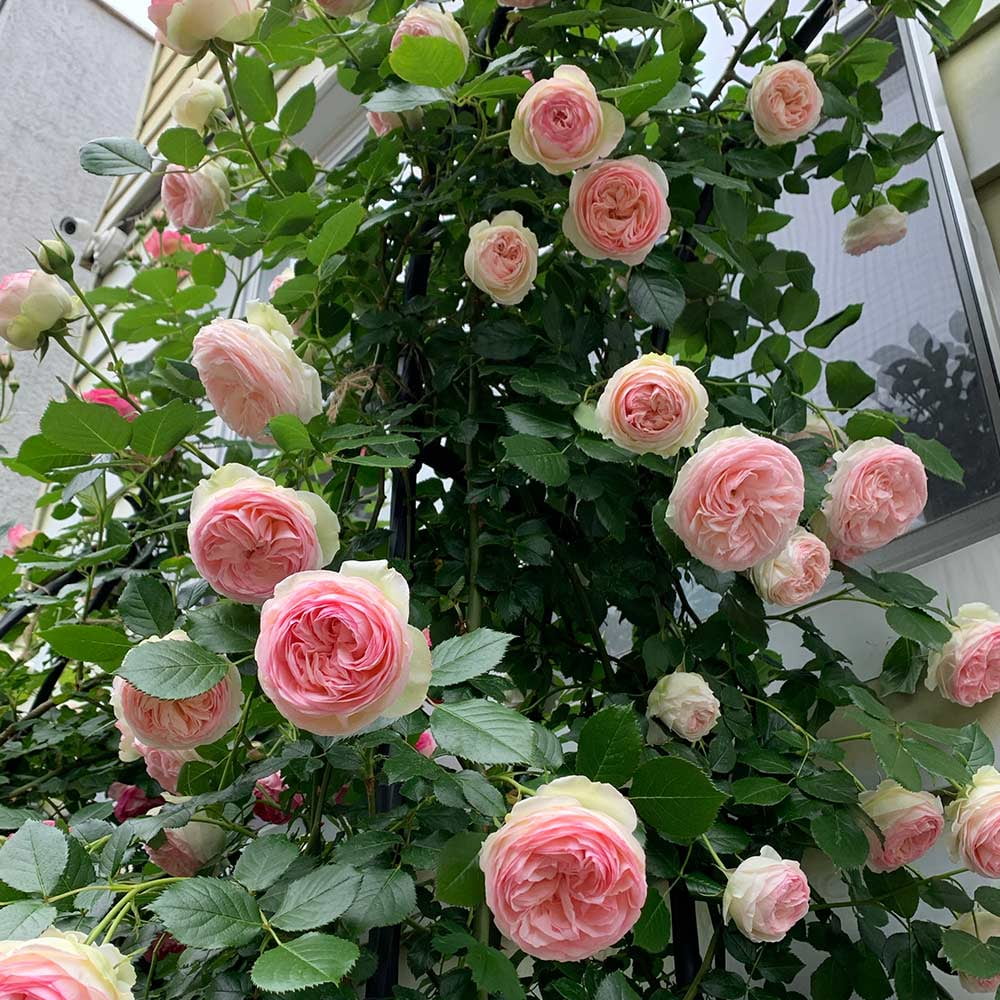 Pink Climbing Rose Bush Live Plant E7157