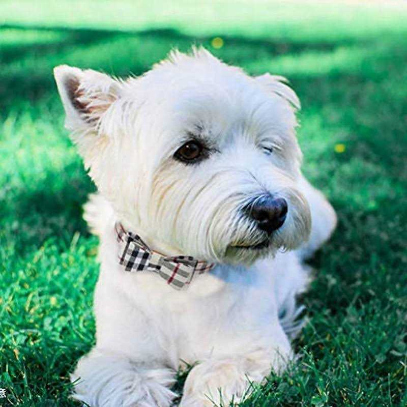Bow Tie Dog Collar and Leash Set J29688