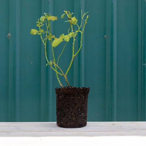 White Climbing Rose Live Plant U32663
