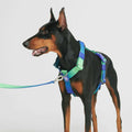 No-Pull Dog Harness V9639