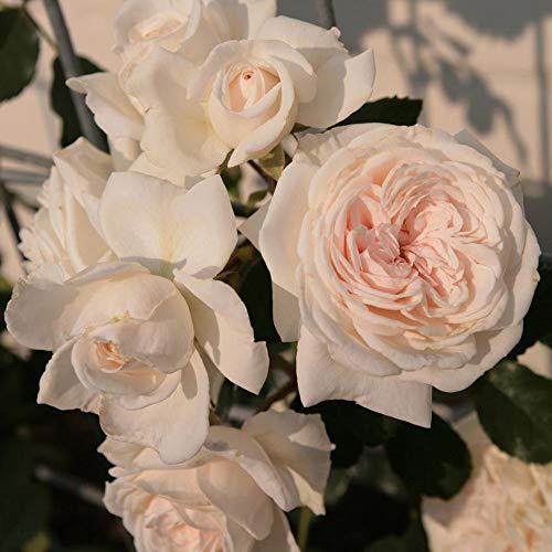 White Climbing Rose Live Plant U32663