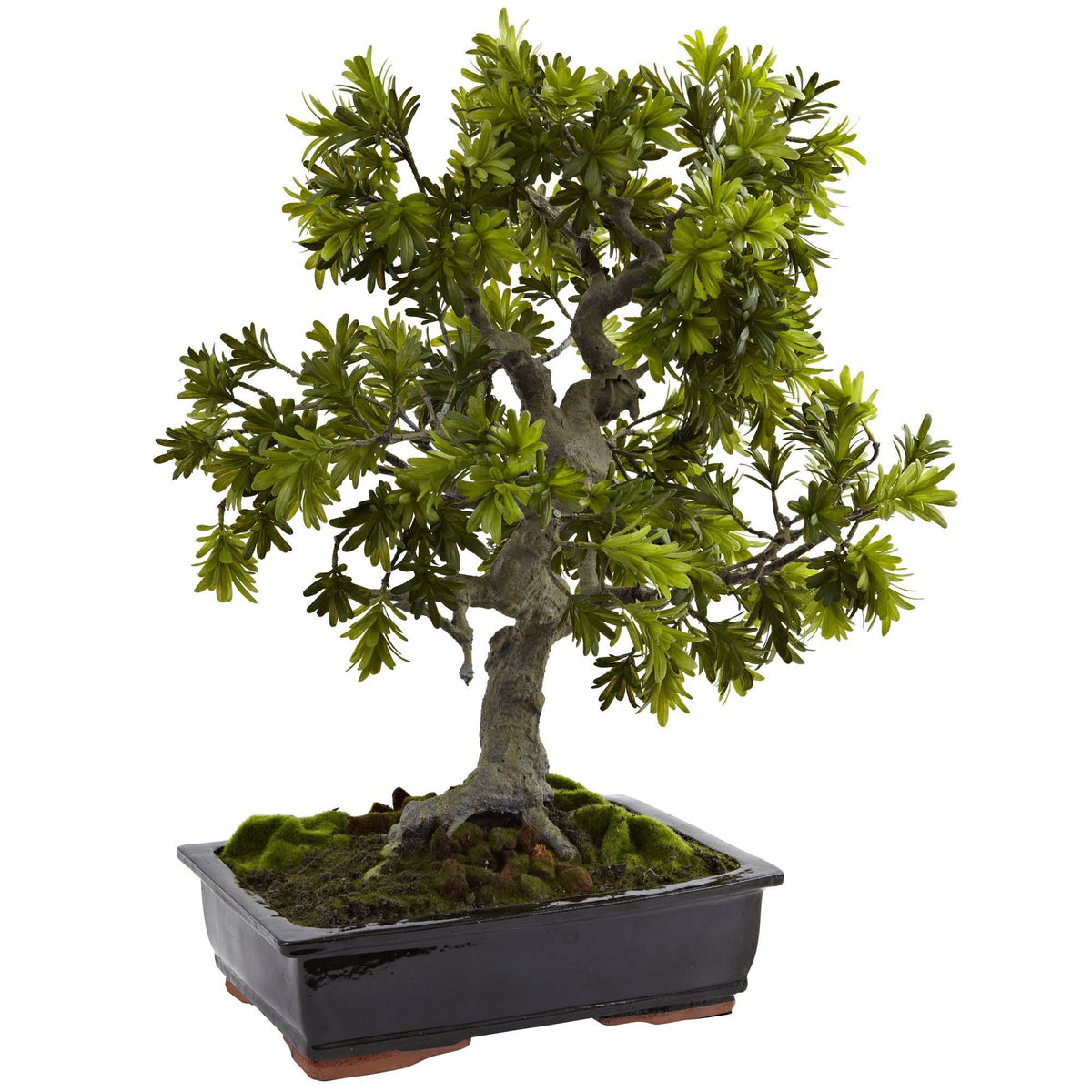 Giant Podocarpus with Planter V5603