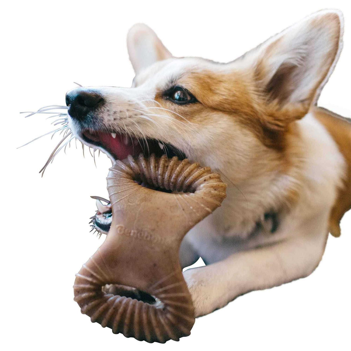 Dental Chew Dog Toy L35767