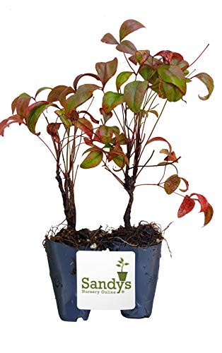 Starter Plant, Lot of 2 S314