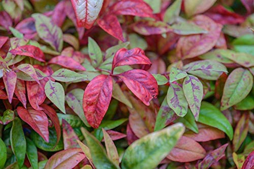 Starter Plant, Lot of 2 S314