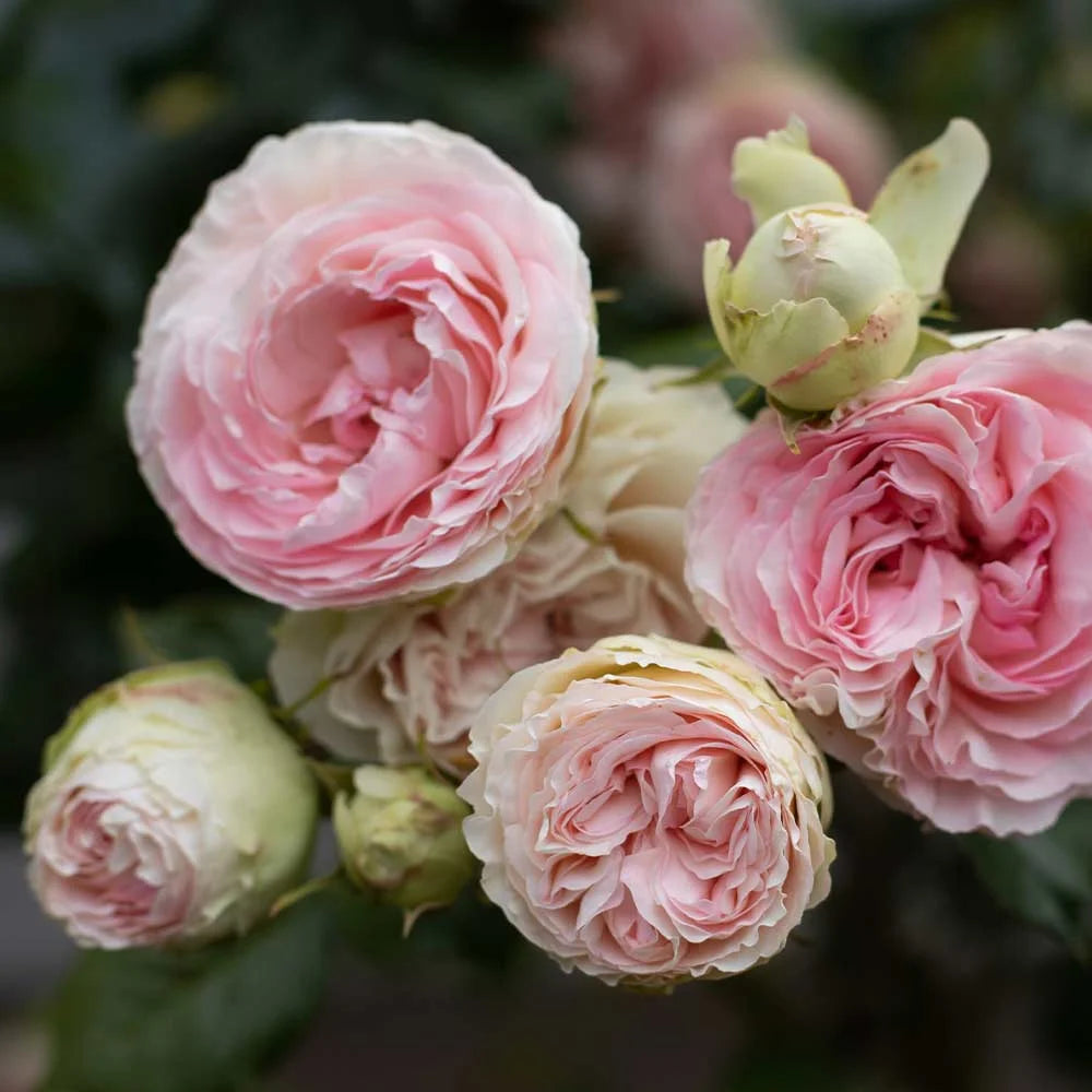 Pink Climbing Rose Bush Live Plant E7157