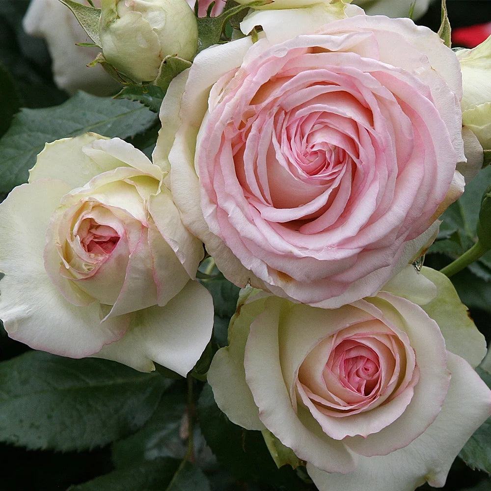 Pink Climbing Rose Bush Live Plant E7157
