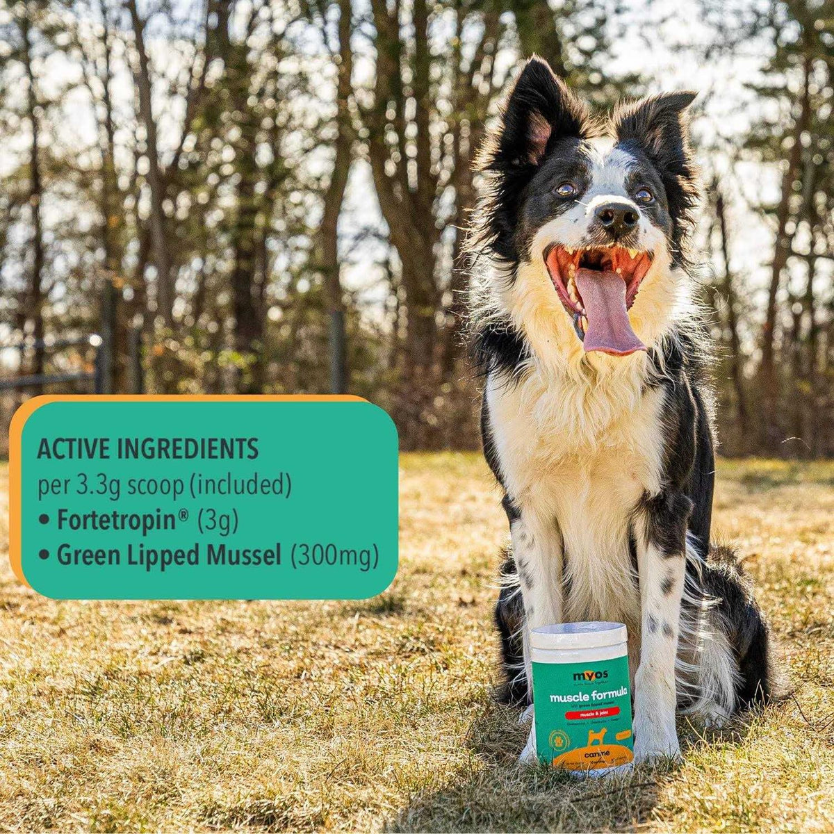 Dog Supplement with Green Lipped Mussel Powder G326660