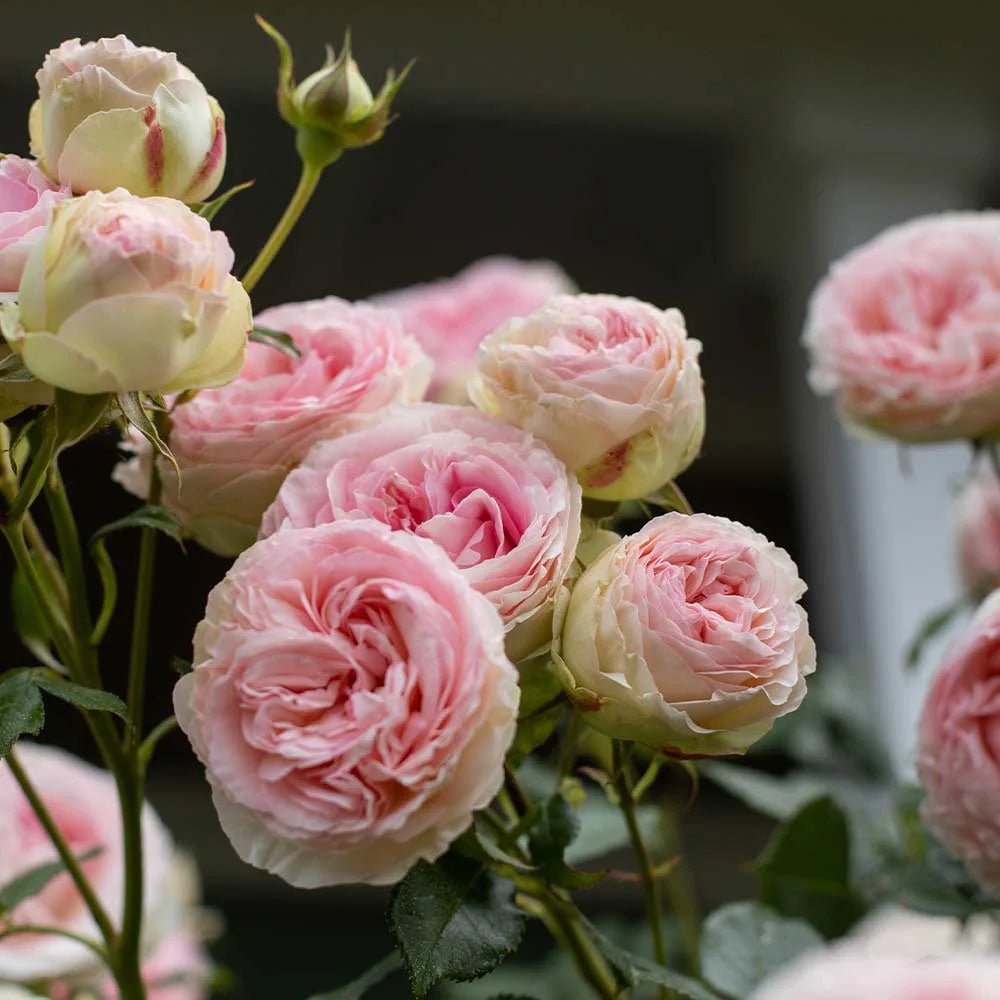 Pink Climbing Rose Bush Live Plant E7157