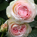 Pink Climbing Rose Bush Live Plant E7157
