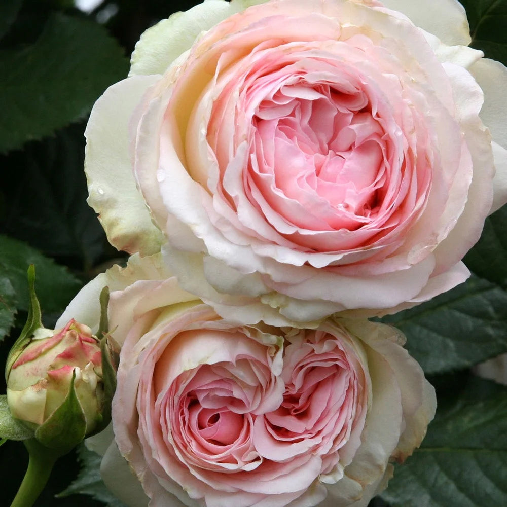 Pink Climbing Rose Bush Live Plant E7157
