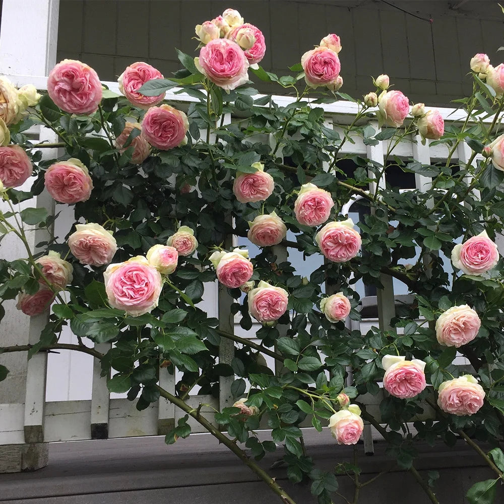 Pink Climbing Rose Bush Live Plant E7157