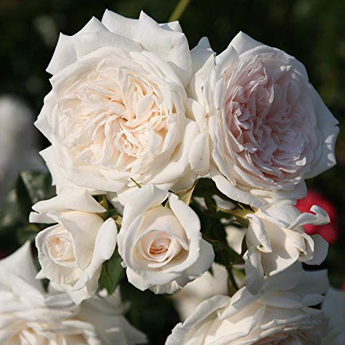 White Climbing Rose Live Plant U32663