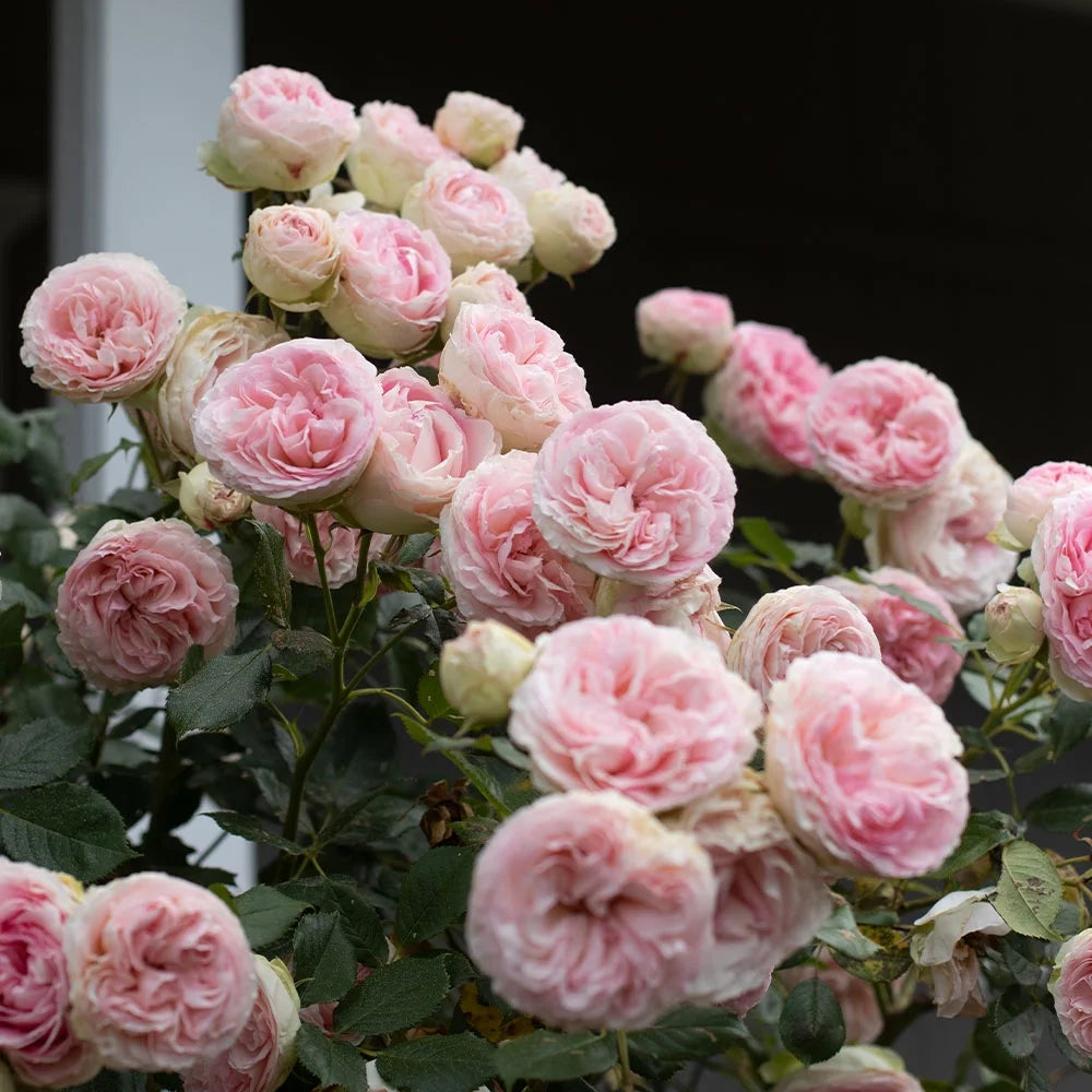 Pink Climbing Rose Bush Live Plant E7157